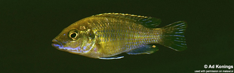 Labidochromis shiranus 'Nkopola'