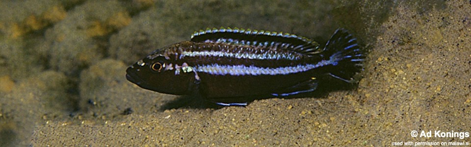 Melanochromis simulans 'Ntekete'