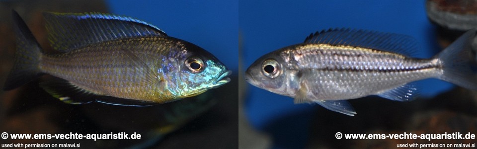 Nyassachromis prostoma 'Ntekete'