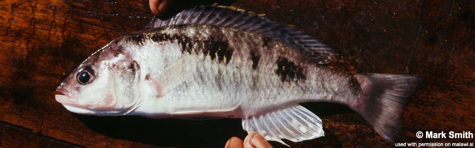 Sciaenochromis sp. 'spilostichus deep-water' Ntekete