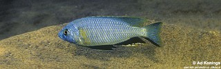 Nyassachromis microcephalus 'Ntekete'.jpg