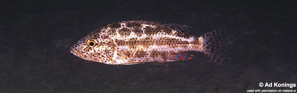 Nimbochromis polystigma 'Otter Point'