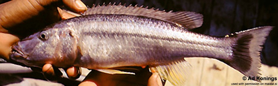 Rhamphochromis sp. 'stripe' Otter Point