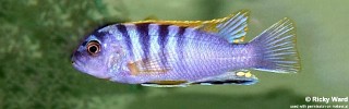 Labidochromis sp. 'hongi' Puulu Island.jpg