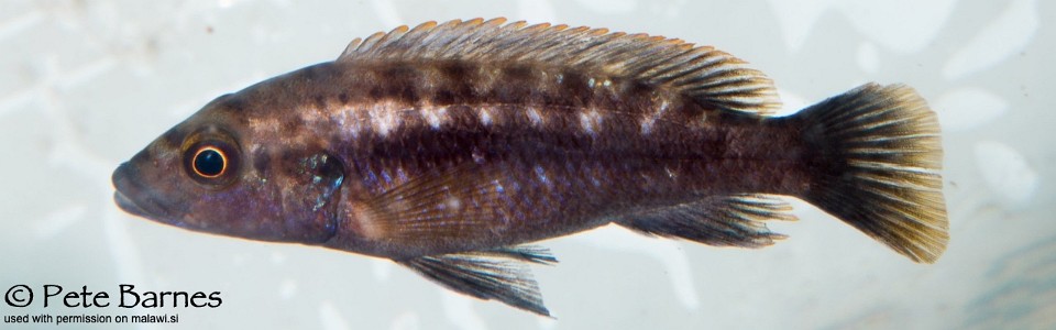 Melanochromis mpoto 'Ruarwe'