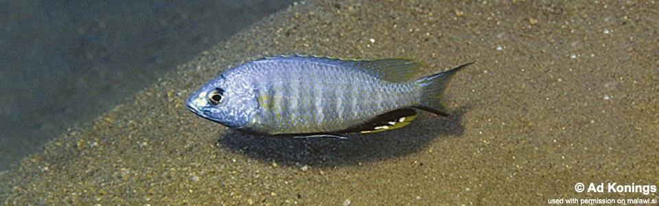 Nyassachromis microcephalus 'Selewa'