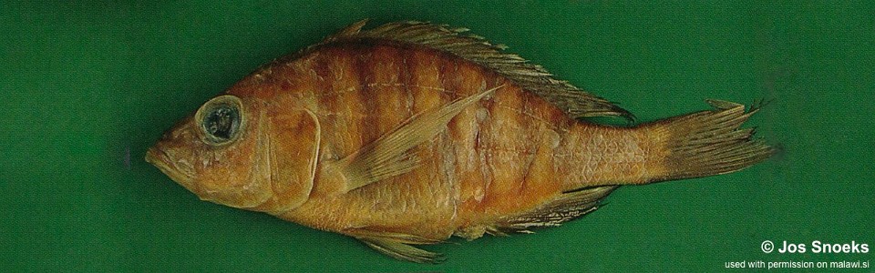 Alticorpus sp. 'bicuspid small-scale' Senga Bay