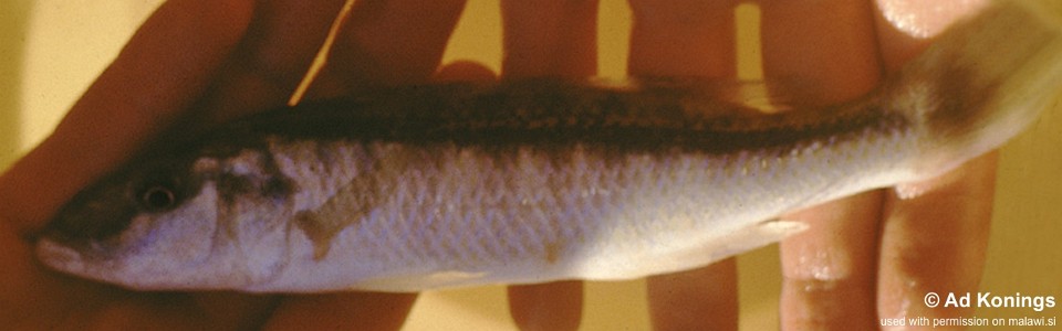 Mylochromis sp. 'torpedo elongate' Senga Bay