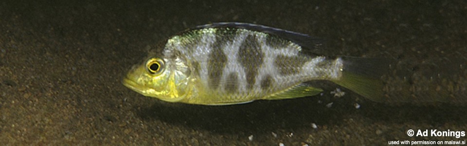 Nimbochromis venustus 'Senga Bay'