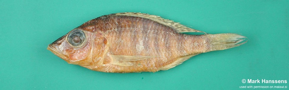 Placidochromis boops 'Senga Bay'