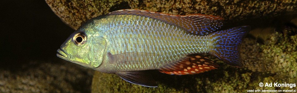 Protomelas similis 'Senga Bay'