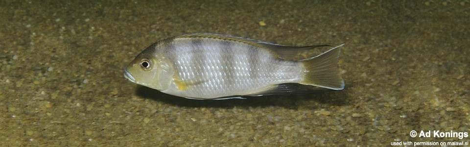 Pseudotropheus livingstonii 'Senga Bay'