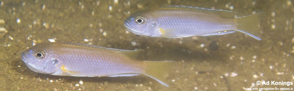 Pseudotropheus sp. 'acei' Senga Bay
