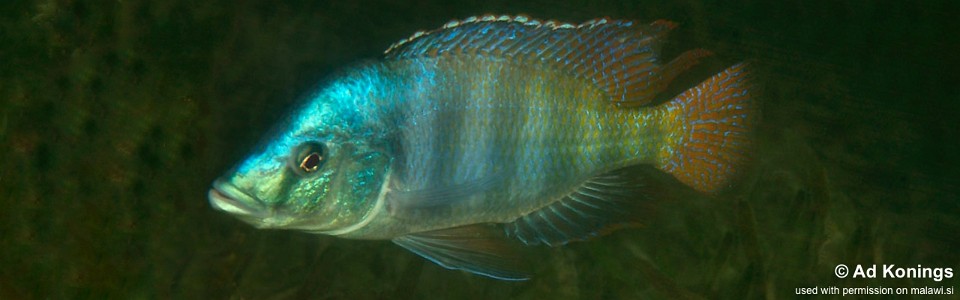 Placidochromis johnstoni 'Songwe Hill'