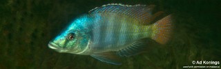 Placidochromis johnstoni 'Songwe Hill'.jpg