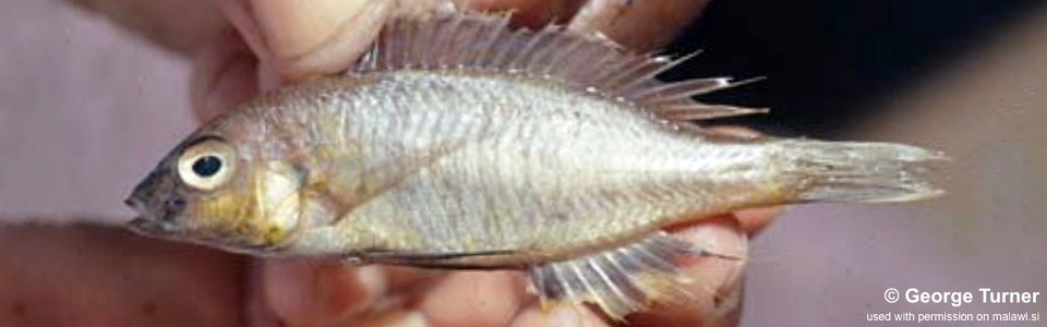 Nyassachromis sp. 'eucinostomus yellow' South East Arm
