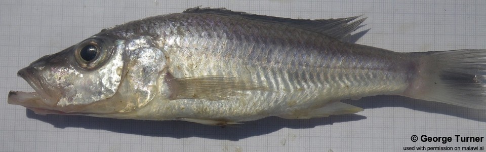 Pallidochromis tokolosh 'South East Arm'