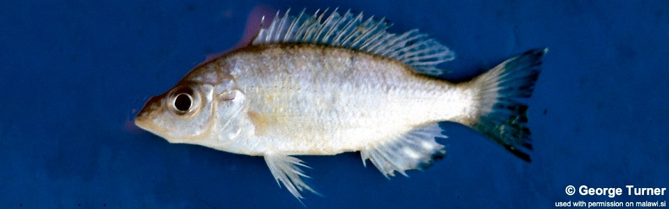 Placidochromis acuticeps 'South East Arm'