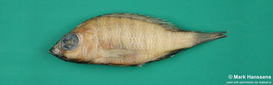 Placidochromis ecclesi 'South East Arm'