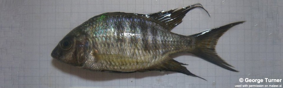 Placidochromis obscurus 'South East Arm'