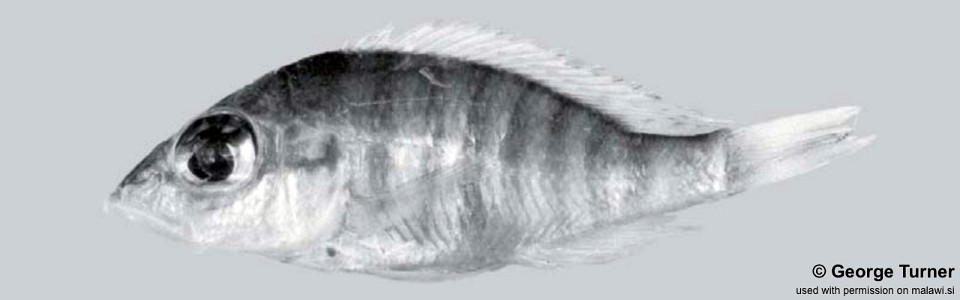 Placidochromis sp. 'hennydaviesae V' South East Arm