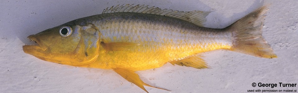 Rhamphochromis sp. 'long-fin yellow' South East Arm