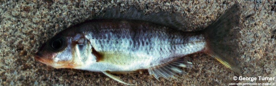 Sciaenochromis sp. 'deep water' South East Arm