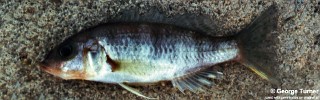 Sciaenochromis sp. 'deep water' South East Arm.jpg