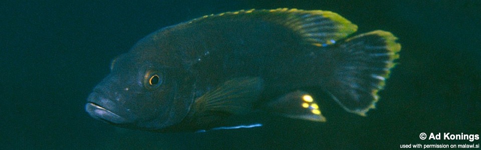 Melanochromis melanopterus 'Taiwanee Reef'
