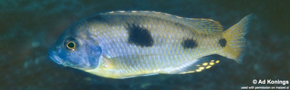 Naevochromis chrysogaster 'Taiwanee Reef'