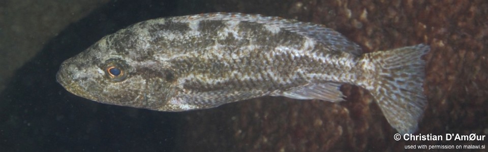 Nimbochromis polystigma 'Taiwanee Reef'