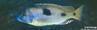 Naevochromis chrysogaster 'Taiwanee Reef'.jpg