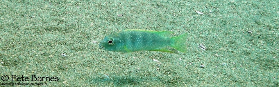 Pseudotropheus livingstonii 'Tchinga Reef'