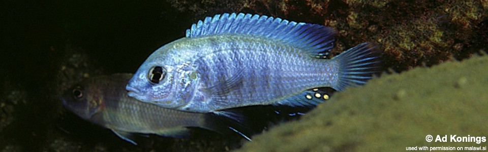 Labidochromis cf. caeruleus 'Thumbi Point'<br><font color=gray>Labidochromis sp. 'blue white' Tanzania</font>
