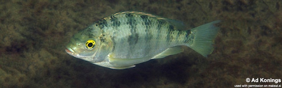 Oreochromis squamipinnis 'Thumbi Point'