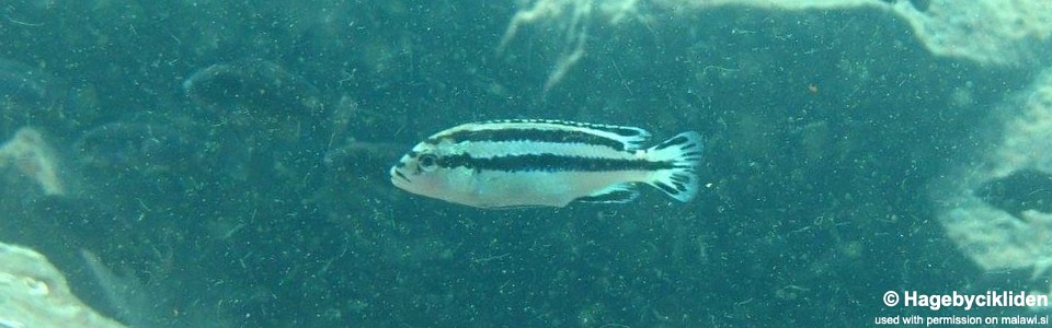 Melanochromis loriae 'Thumbi West Island'