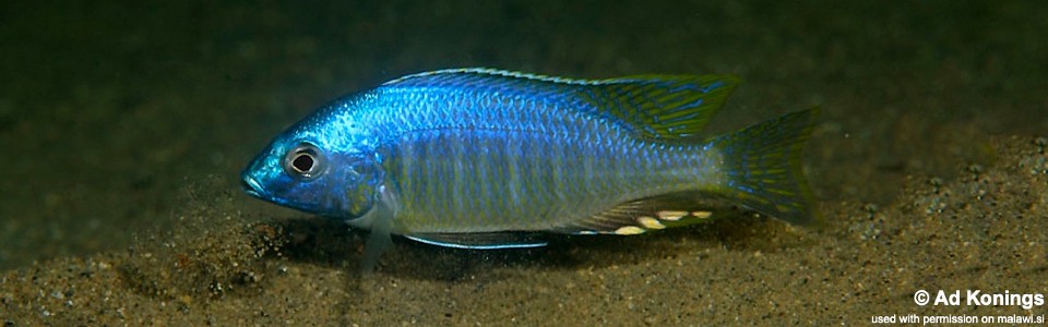 Nyassachromis leuciscus 'Thumbi West Island'