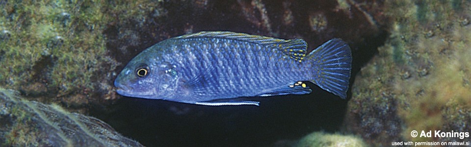 Labidochromis sp. 'textilis blue' Thundu 