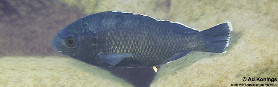 Oreochromis karongae 'Thundu'