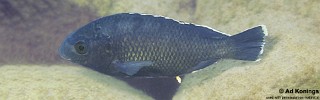 Oreochromis karongae 'Thundu'.jpg
