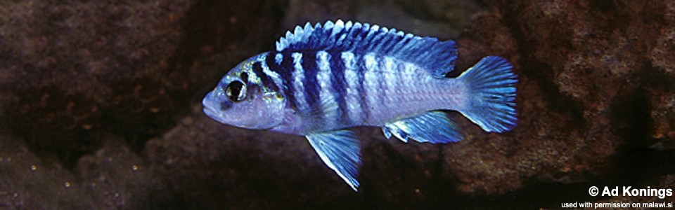 Labidochromis sp. 'chisumulae mbweca' Tumbi Point
