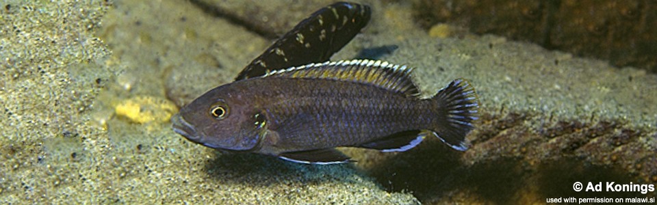 Melanochromis baliodigma 'Tumbi Point'