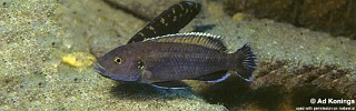 Melanochromis baliodigma 'Tumbi Point'.jpg