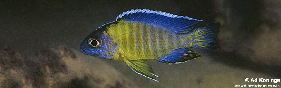 Aulonocara stuartgranti 'Undu Reef'<br><font color=gray>Auloocara Blue Neon</font>