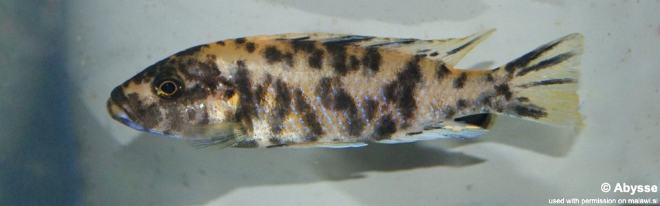 Genyochromis mento 'Undu Reef'