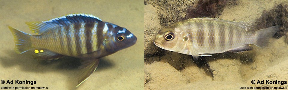 Gephyrochromis sp. 'sand' Undu Reef