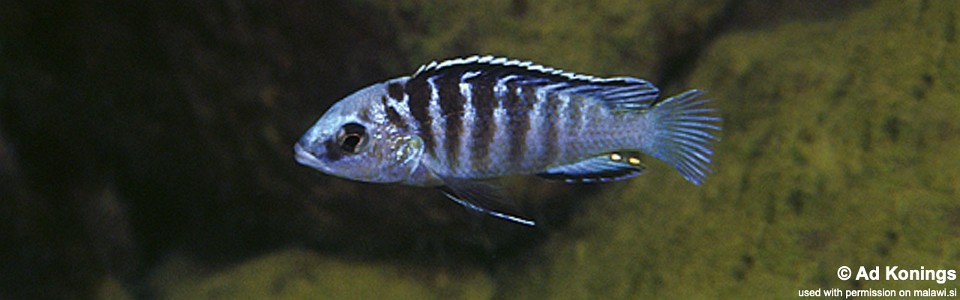 Labidochromis cf. caeruleus 'Undu Point'