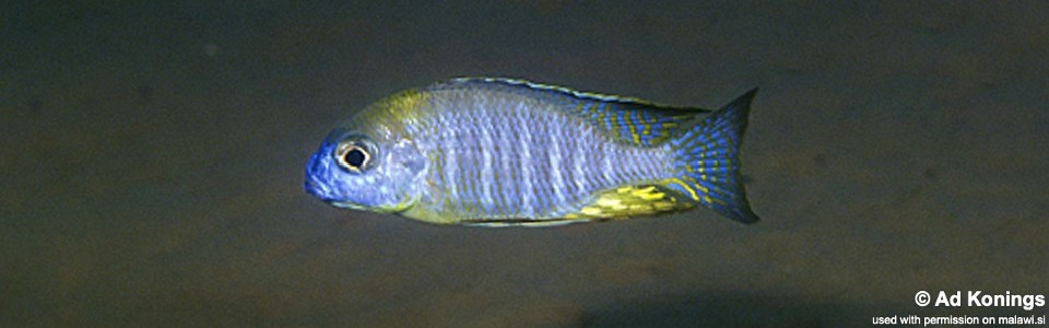 Lethrinops sp. 'nyassae' Undu Reef