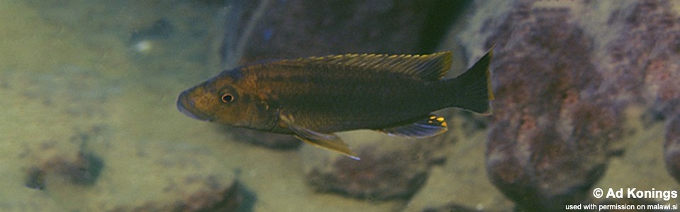 Melanochromis melanopterus 'Undu Reef'