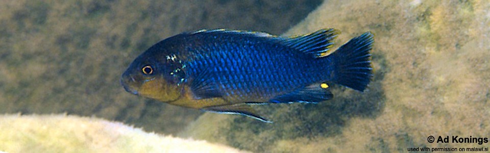 Pseudotropheus sp. 'lucerna blue tanzania' Undu Point